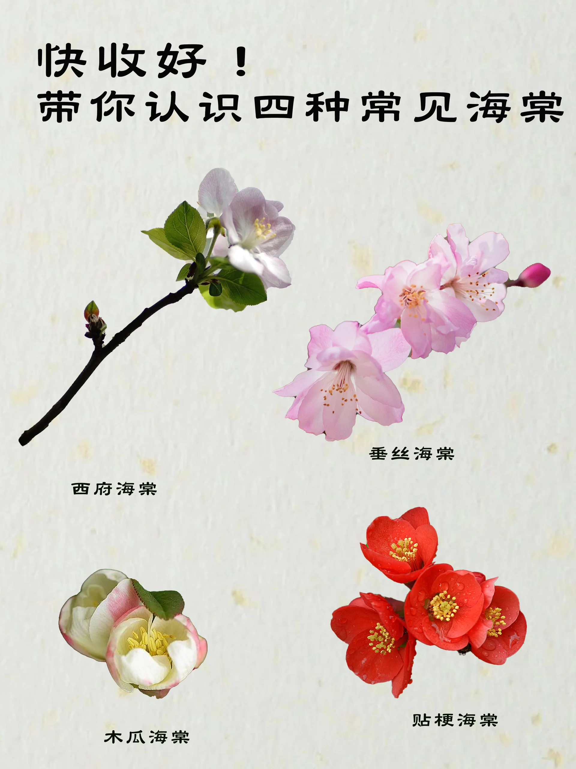 进来学7515一篇教你分清4种海棠花