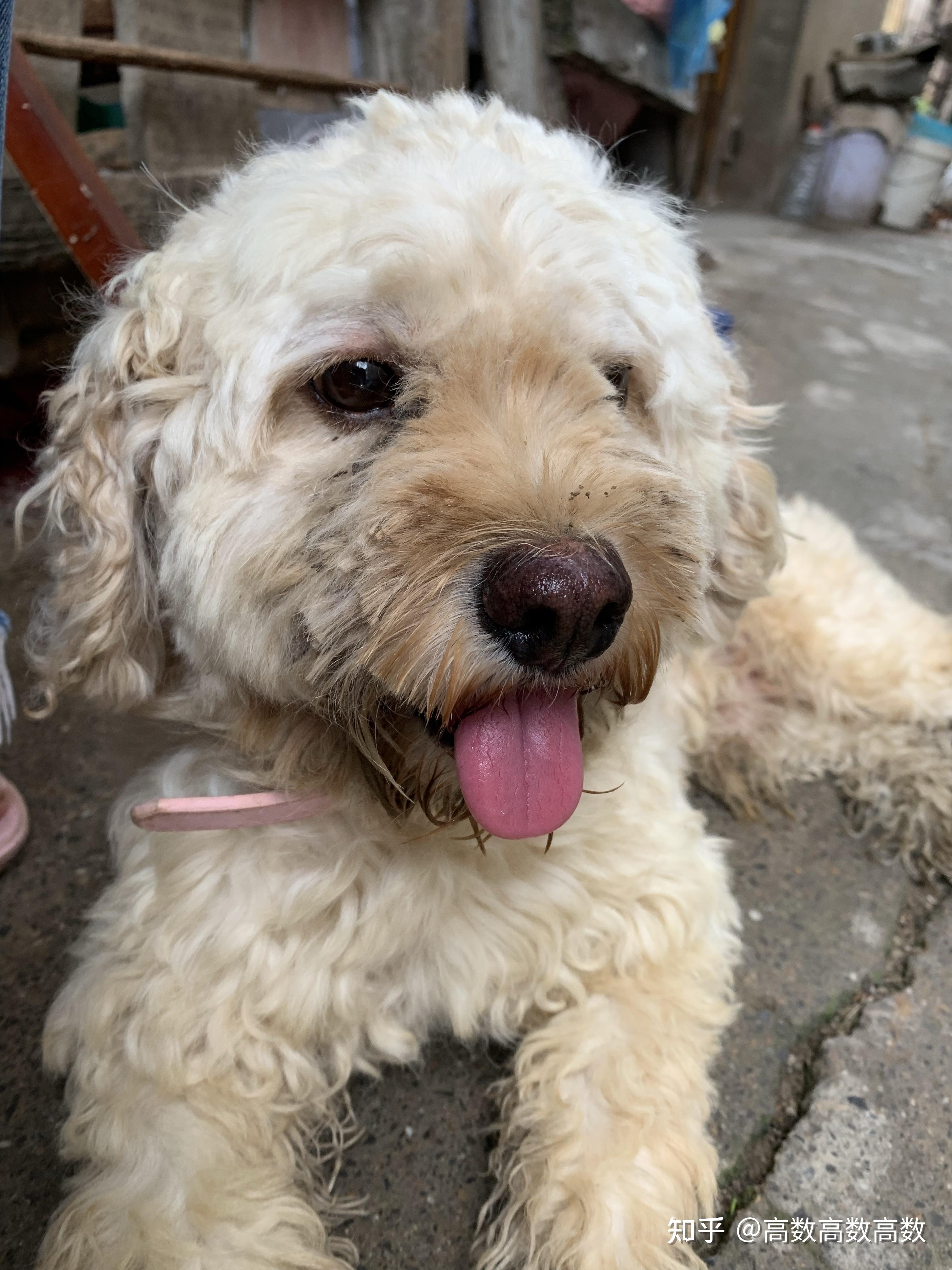 爱尔兰软毛梗有什么形态特征