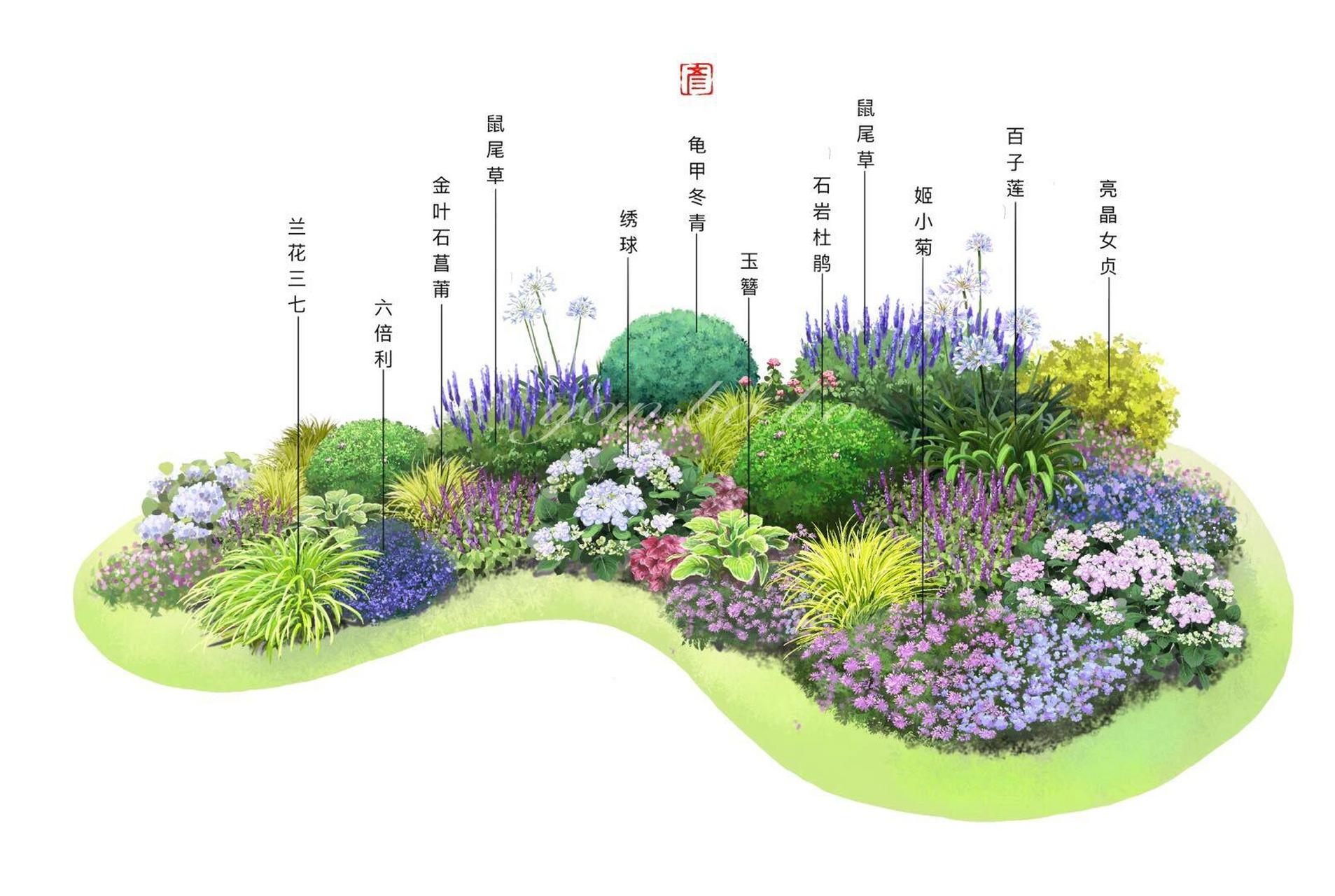 花境抄绘练习—展示花境 上海某个展示花境,不考虑季相