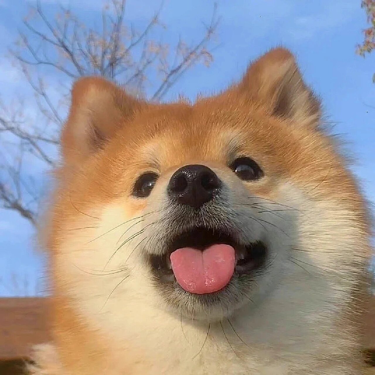 关于小动物们那些可可爱爱的头像