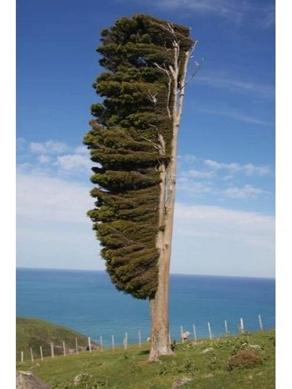 新西兰的班克斯半岛是世界上风力最强的地方 新西兰的