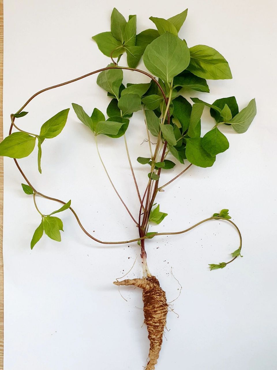 四叶参 92野生四叶参,中药.