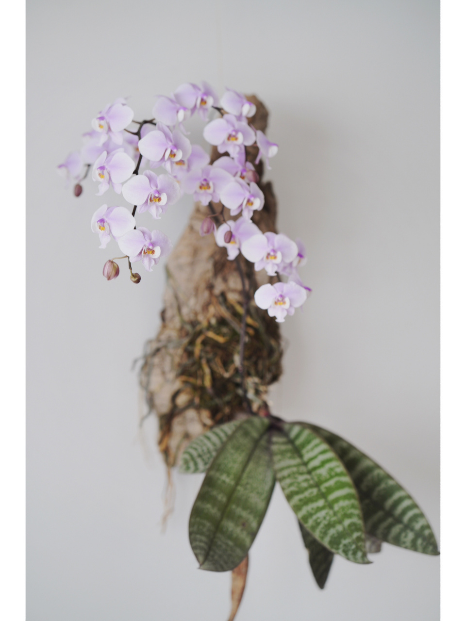 蝴蝶兰|西雷丽 最近好喜欢这一棵西