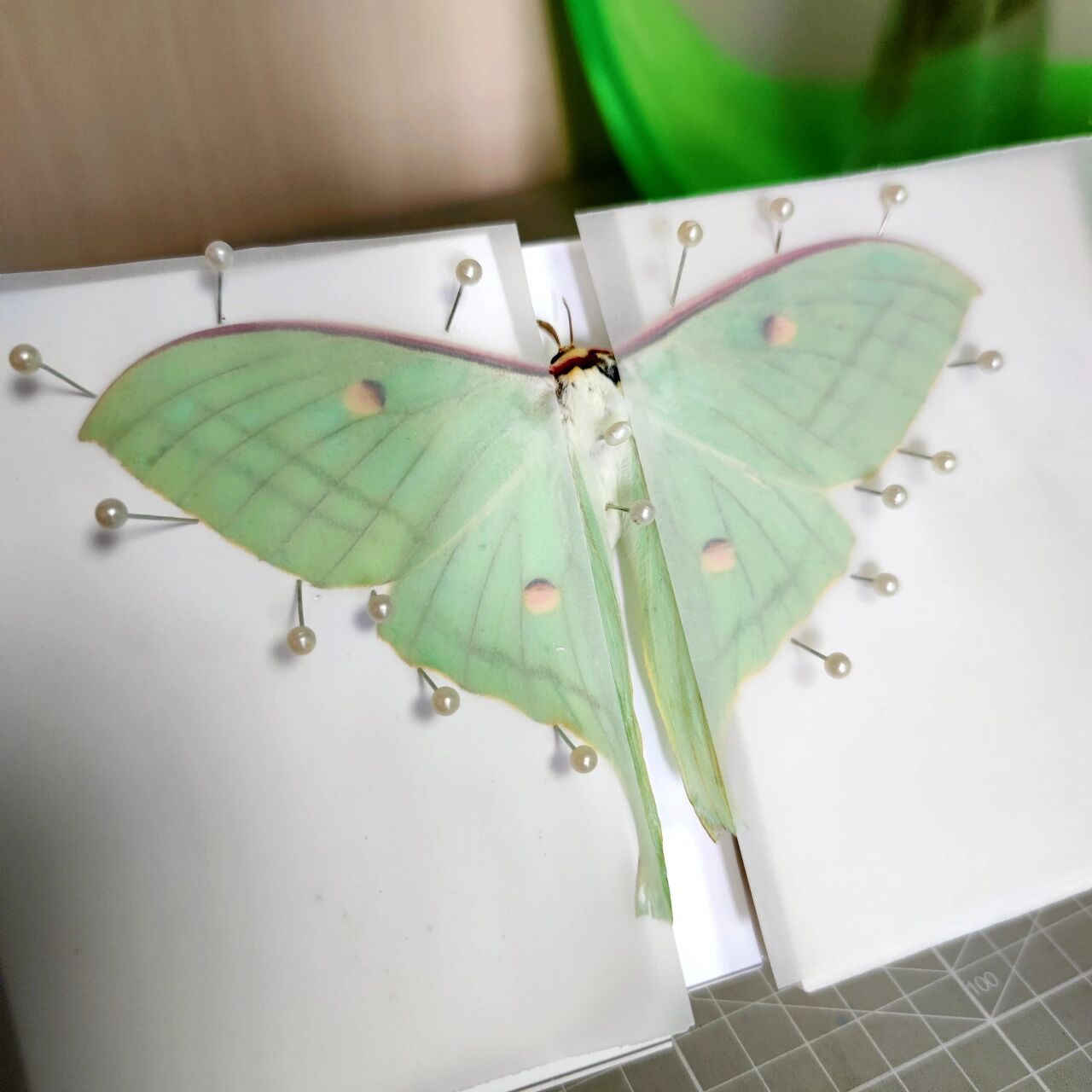 饲养绿尾大蚕蛾.