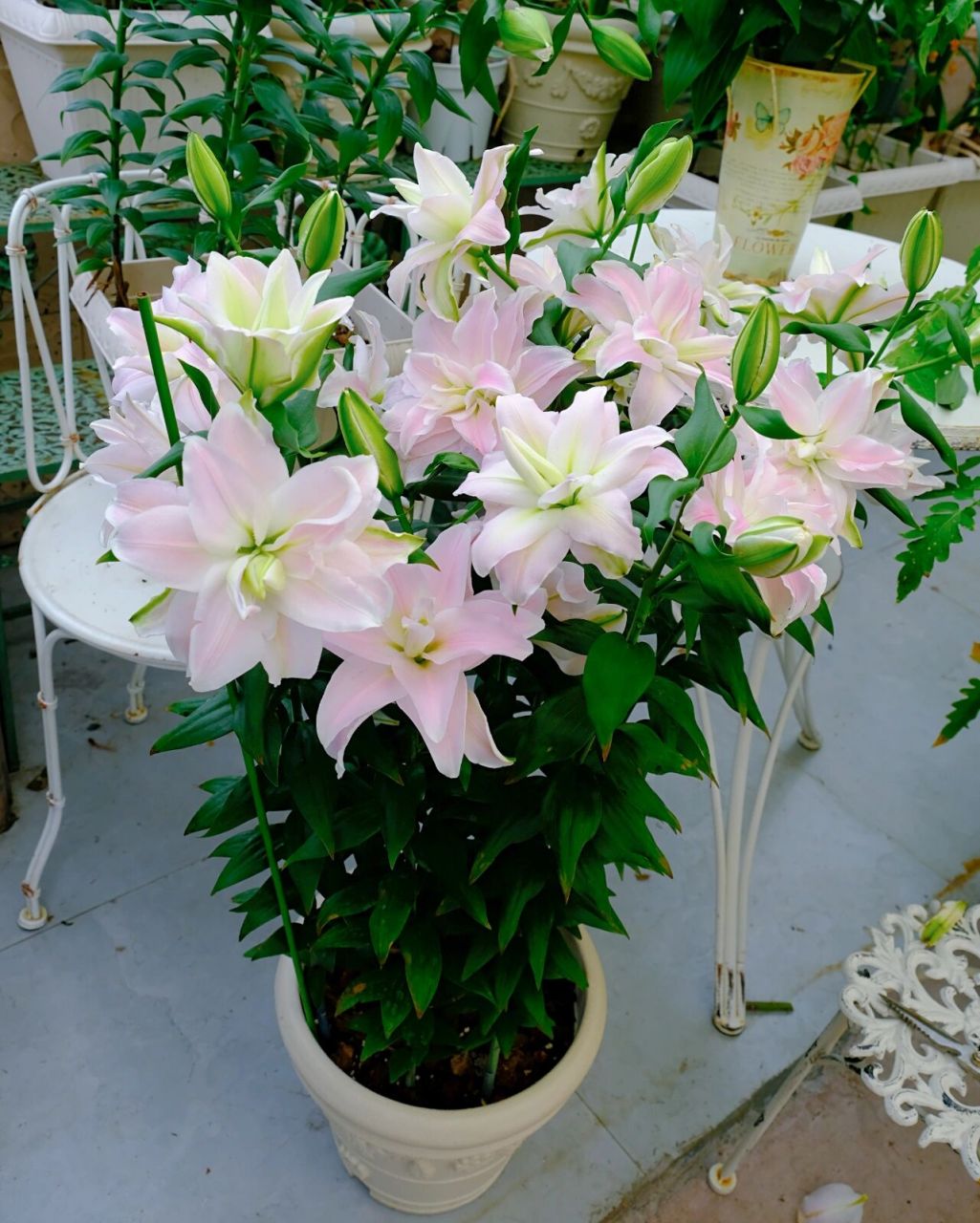 2023春百合|重瓣品种推荐|伊迪哈 品种介绍/伊迪哈,也翻译叫伊迪莎