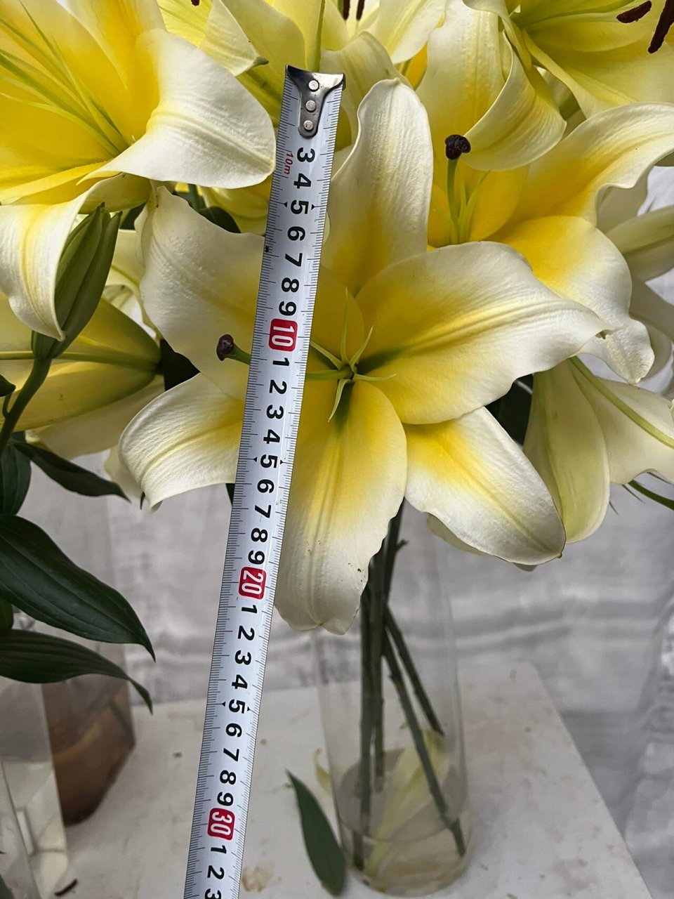 百合之王95黄天霸香水百合96花苞硕大香味浓 一丝清新淡雅 ,馥郁