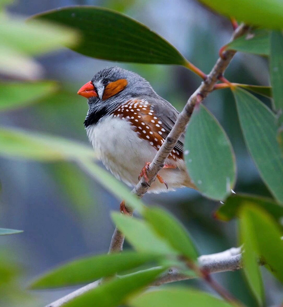 斑胸草雀     斑胸草雀是雀形目文鸟科梅花雀属鸟类,别名斑马纹草雀