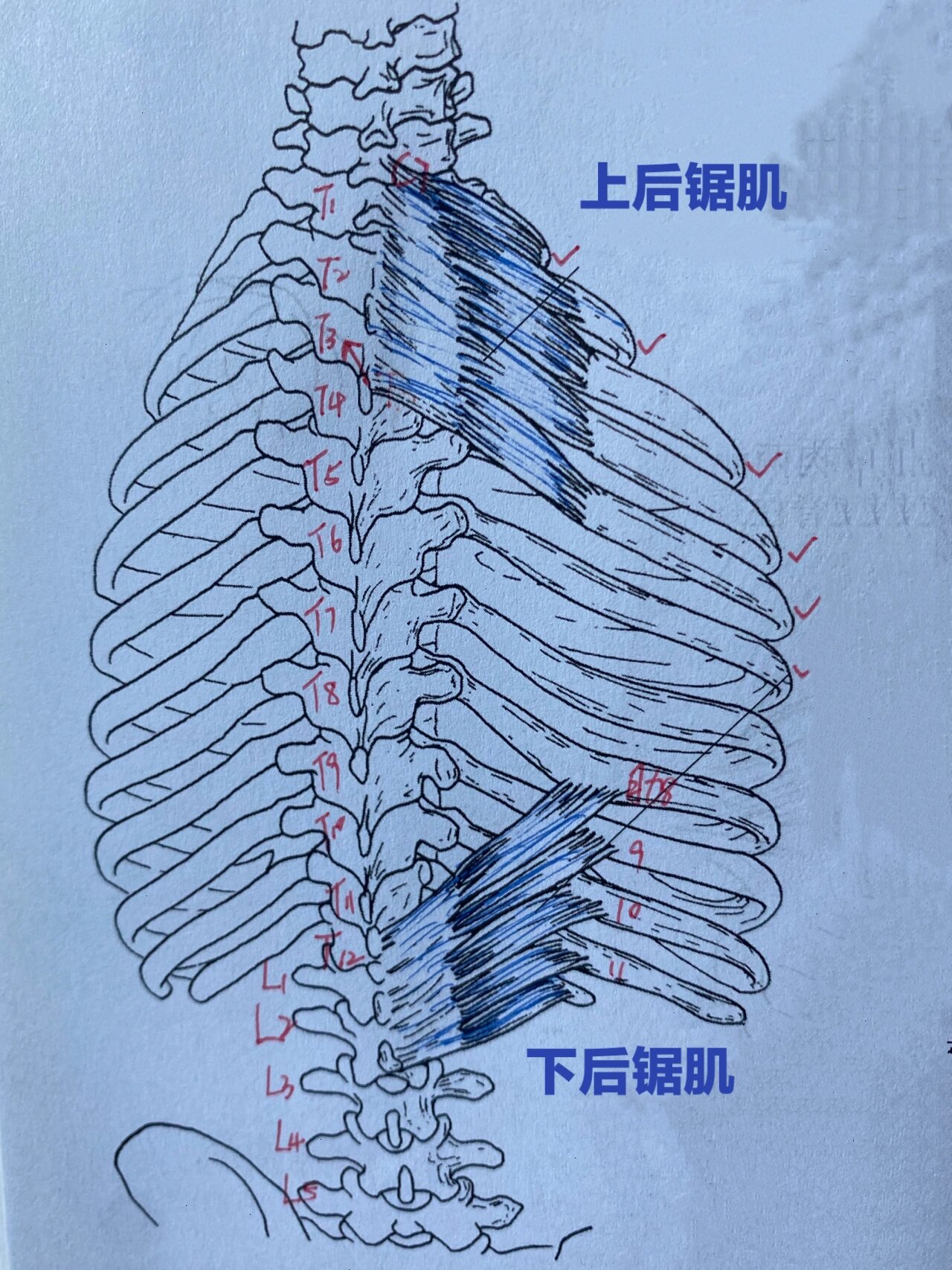 后锯肌 分上下 上后锯肌 起于c7