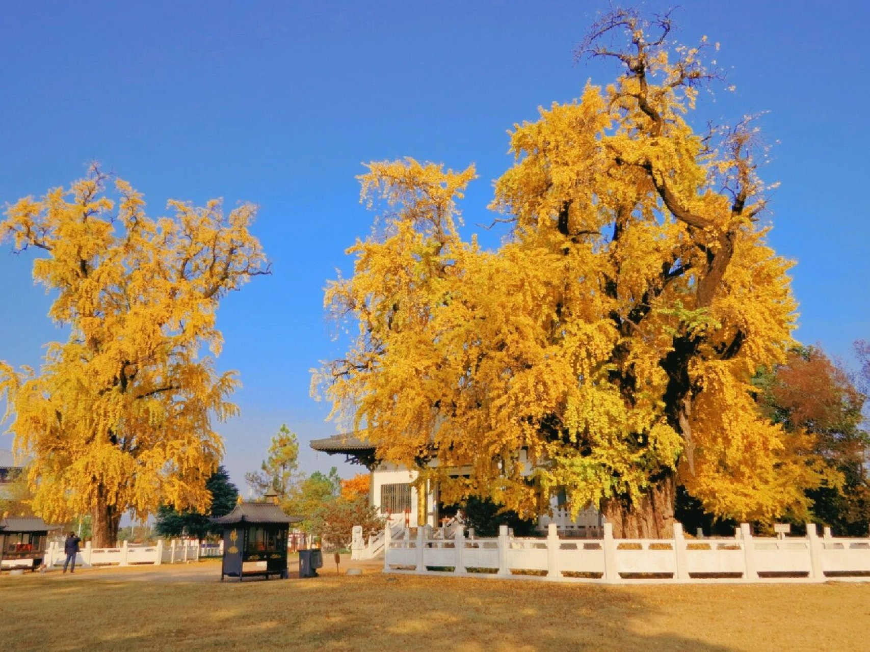 南京古惠济寺|千年银杏不负秋 949494 南京浦口古惠济寺,始建于