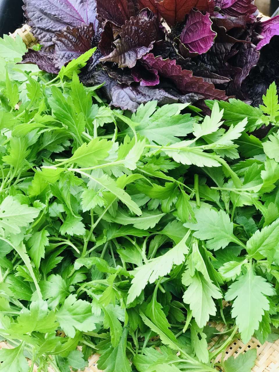 菊花脑 去年好友送了一颗99,我把老枝条扦插繁殖,现在都长大了