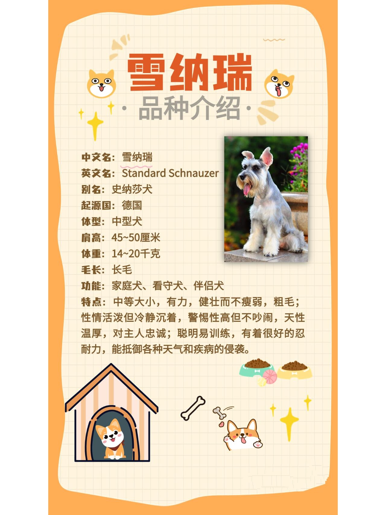 宠物品种介绍——雪纳瑞 中文名:雪纳瑞 英文名:standard schnauzr