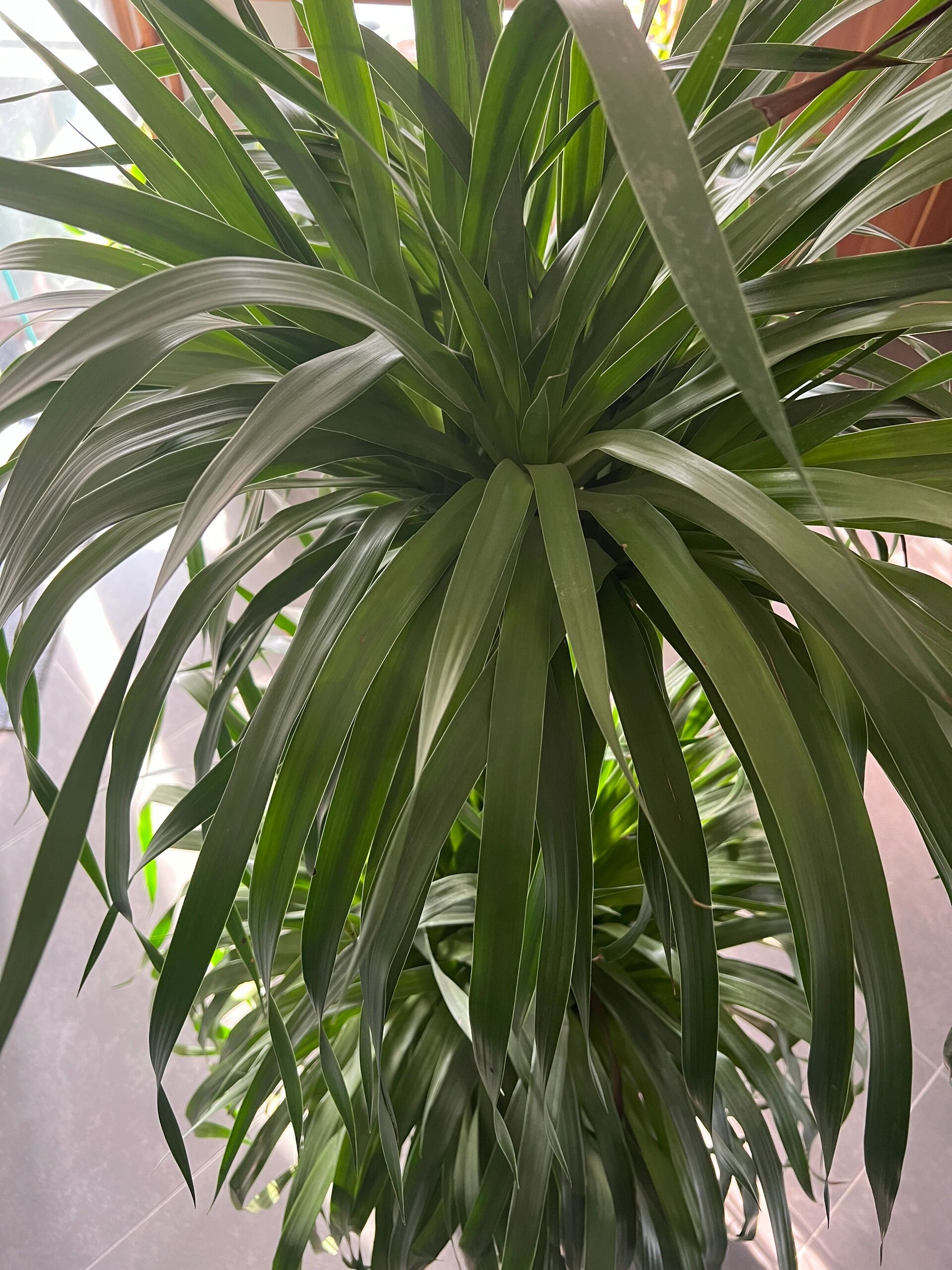 龙血树-绿植的养殖方法和注意事项7215 1,龙血树喜欢疏松且透气性