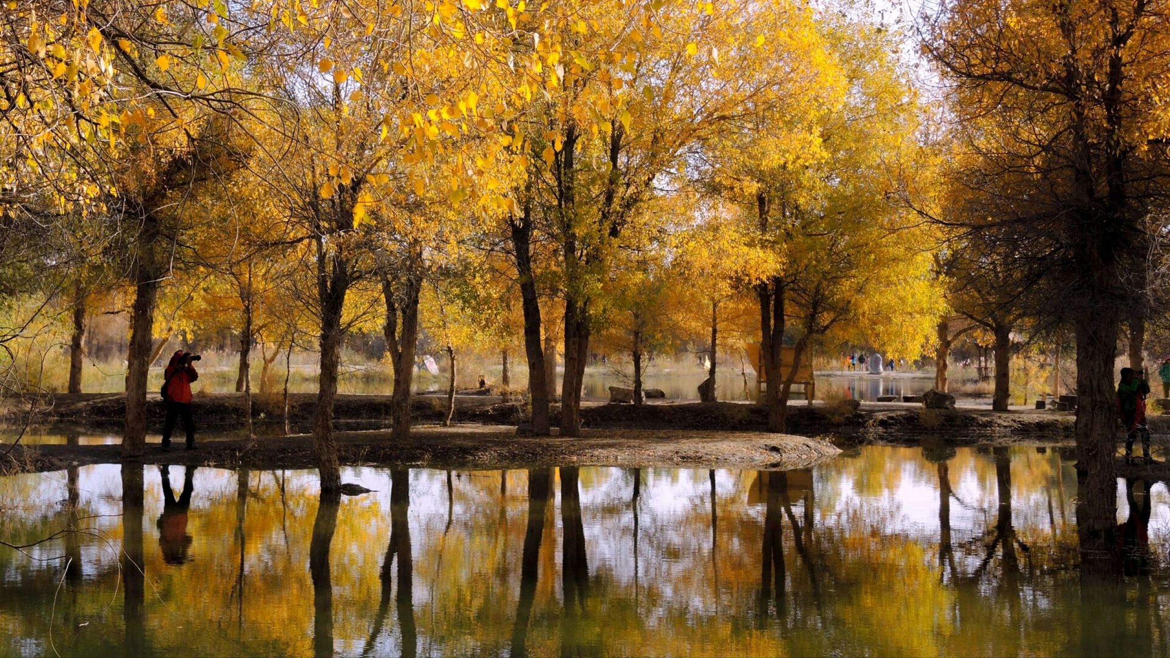 旅拍·甘肃金塔胡杨林 位于甘肃省酒泉市金塔县城以西的潮湖林场, 是