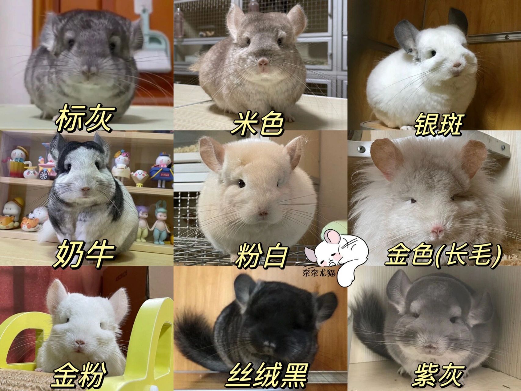 龙猫科普 | 龙猫颜色(1)