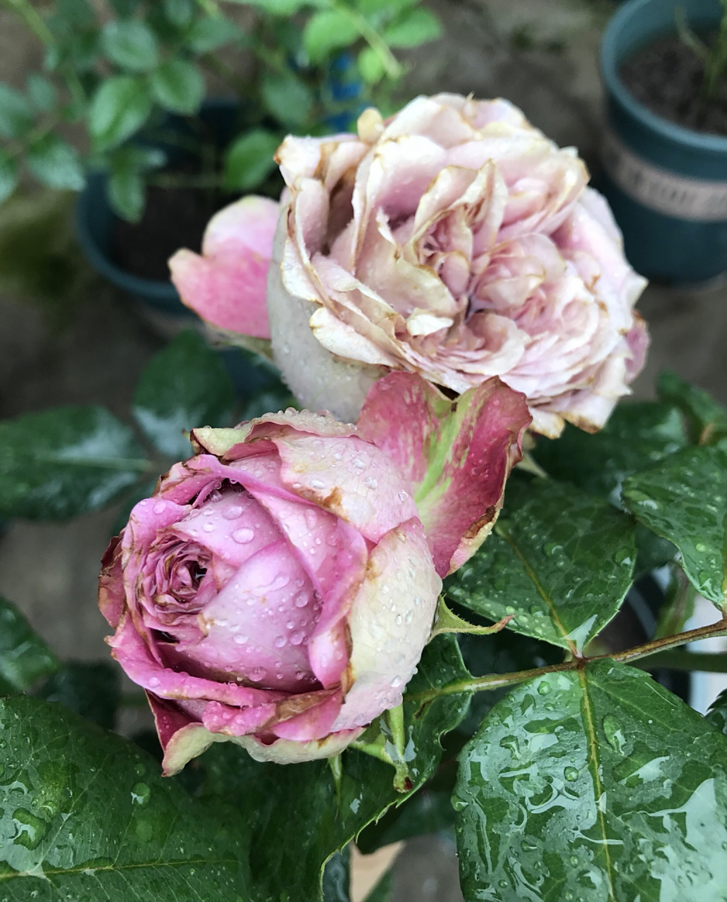 我的月季系列—法尔索 花瓣质感很好,灰紫带浅棕红的一款复古感很强的