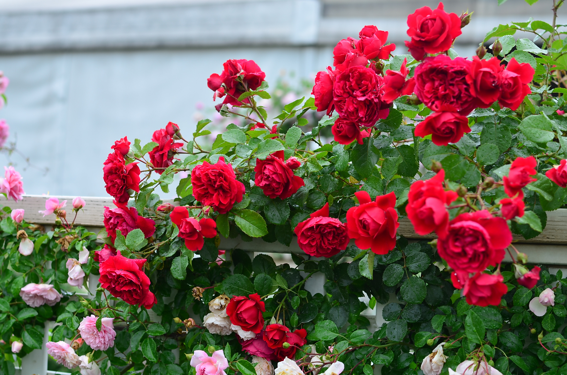 正红经典藤月 佛罗伦蒂娜 正红色藤本月季"弗洛伦蒂娜",德国adr测试