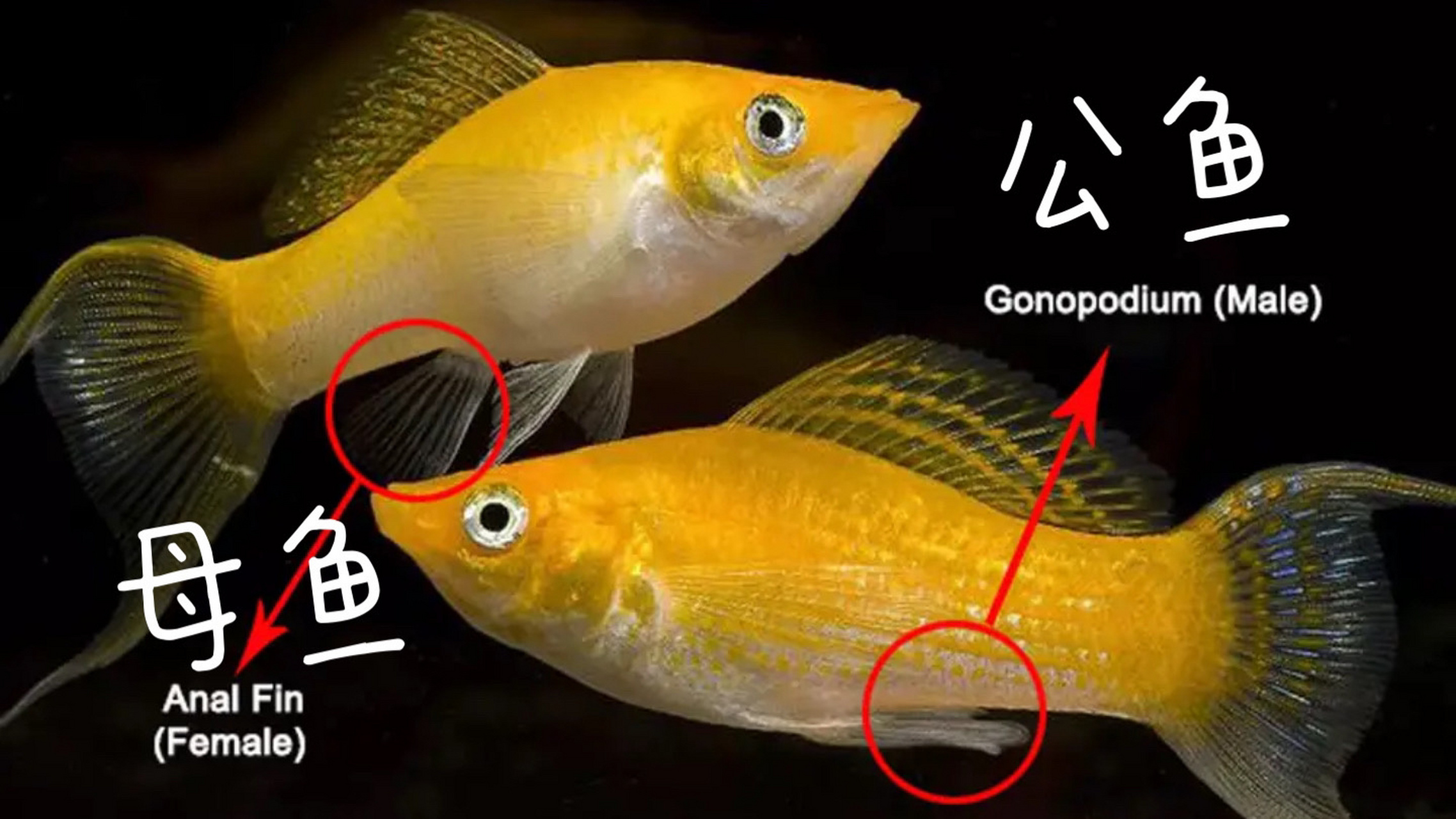 如何判断金鱼的公母图片