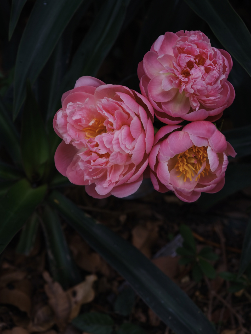 分清了 四月底五月初牡丹季结束进入芍药季啦,第一波先来的珊瑚芍药