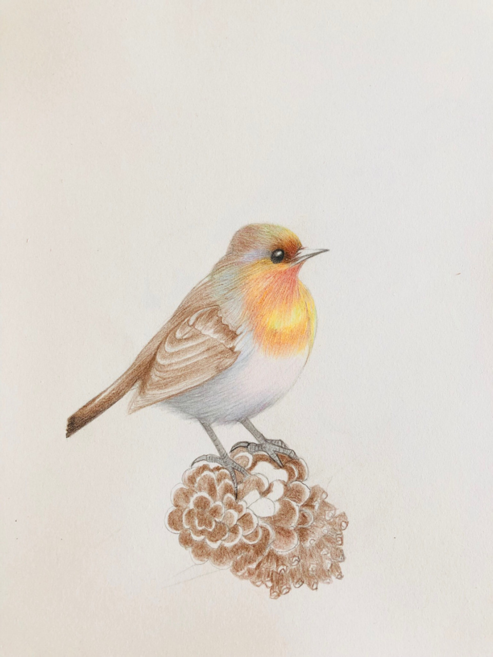 编号269(原创)好久没有画鸟了 8k素描纸 辉柏嘉60色水溶性红盒彩铅,所