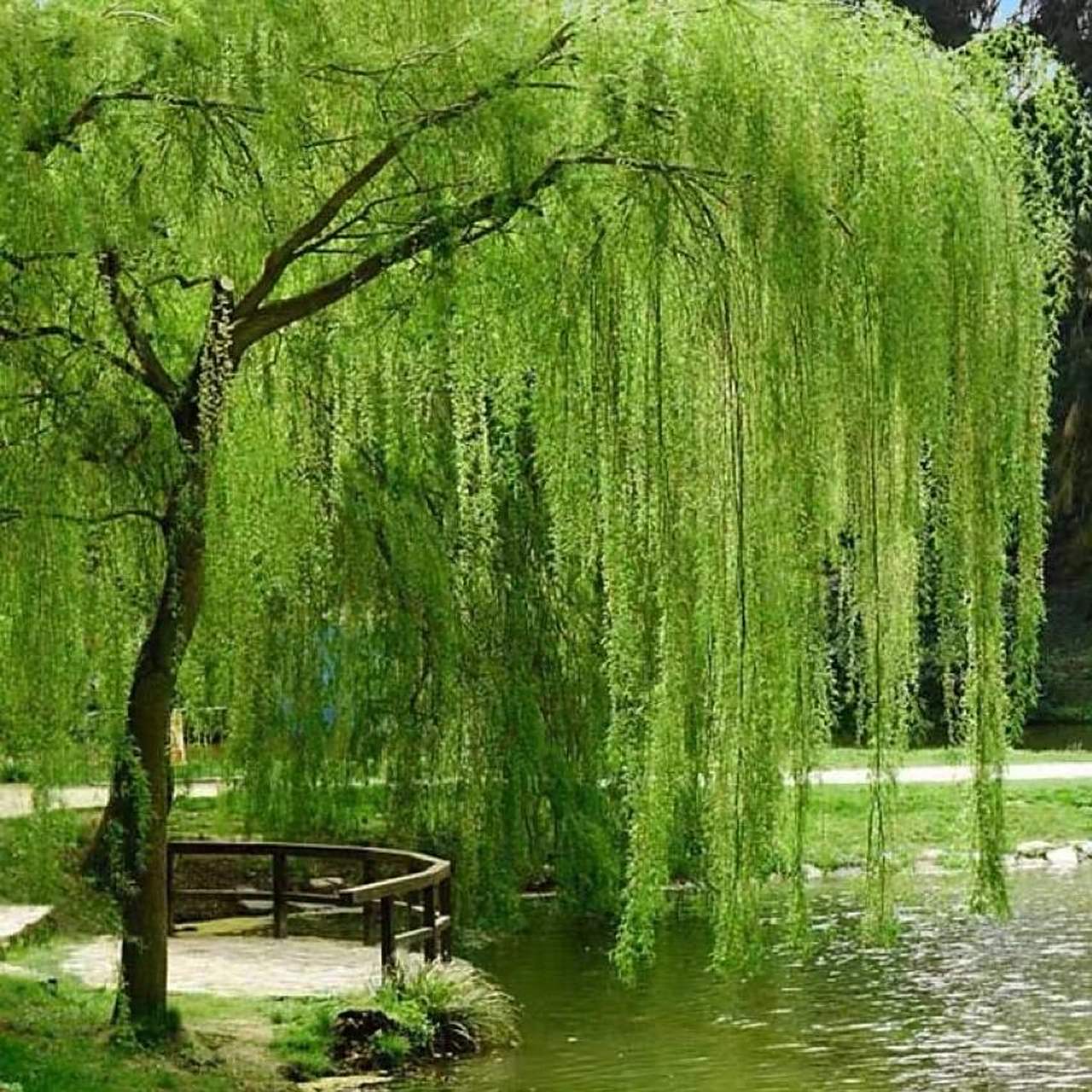 "碧玉妆成一树高,万条垂下绿丝绦.不知细叶谁裁出,二月春风似剪刀.