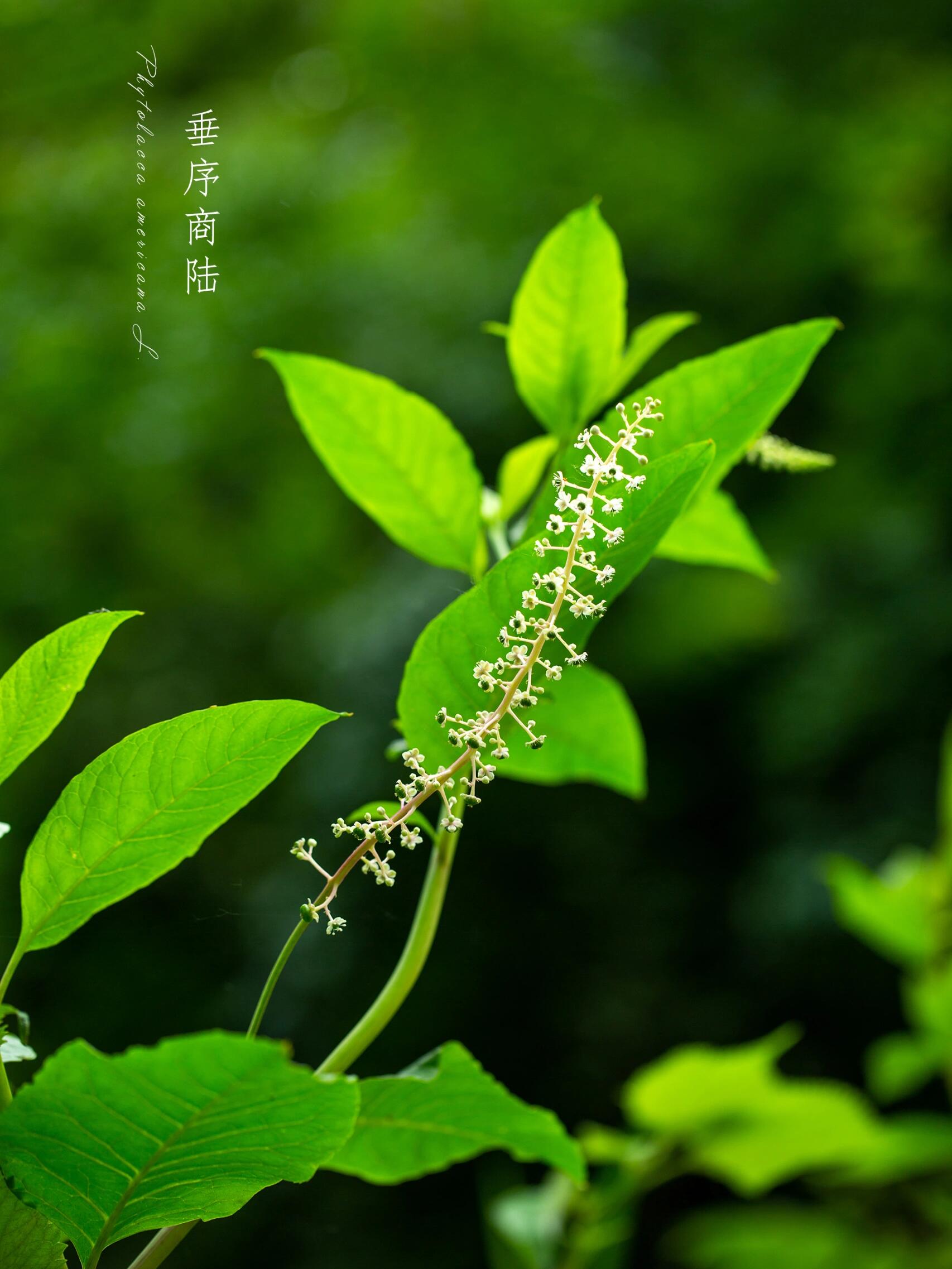 phytolacca americana l