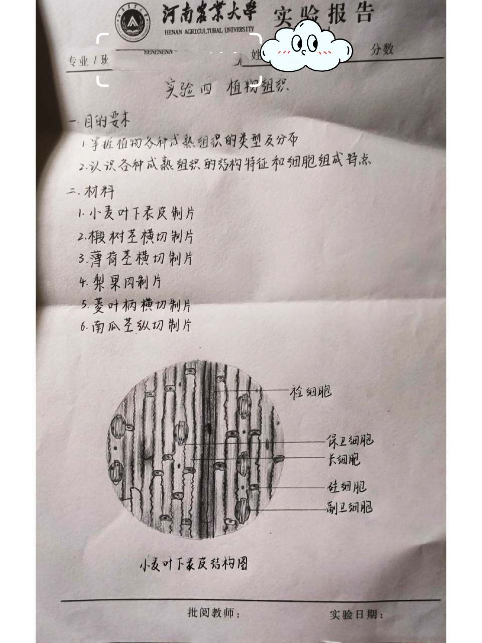 植物组织实验报告 植物组织实验报告