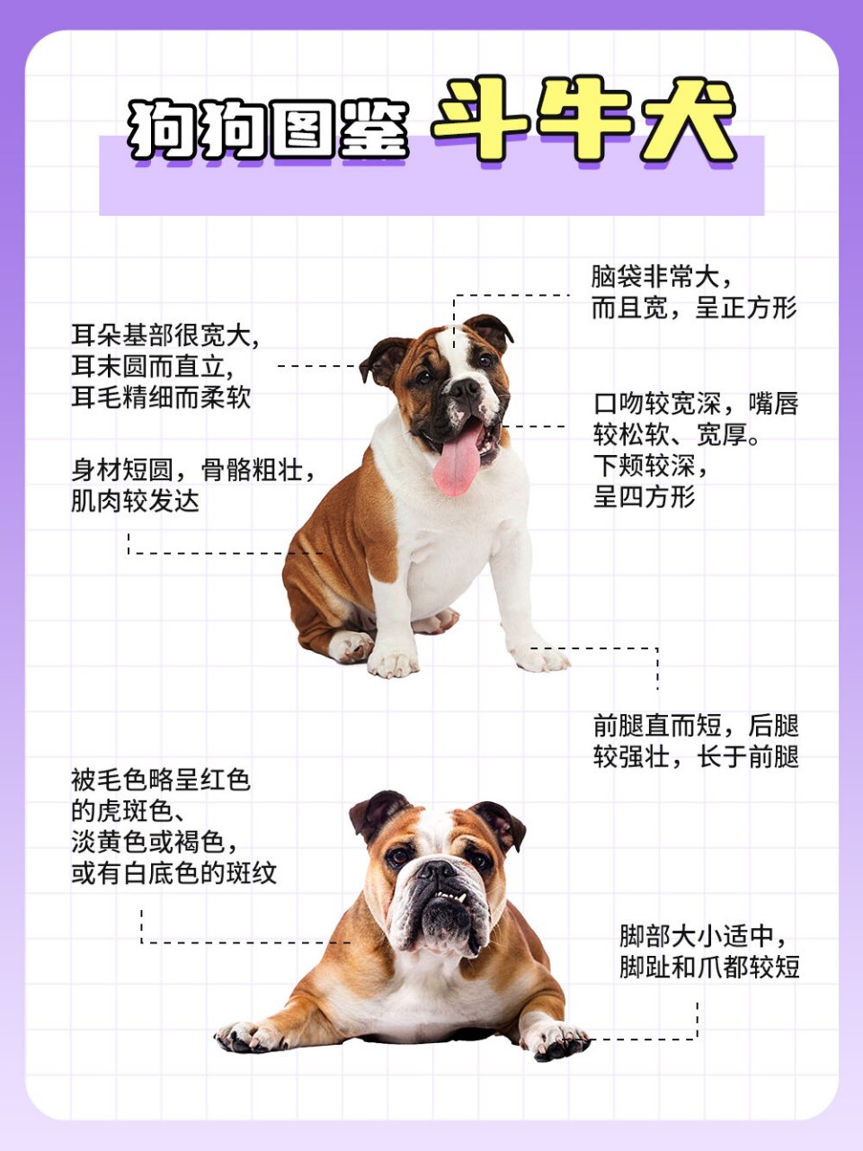 狗狗图鉴-斗牛犬 基础信息 	 别名:牛头犬,英国老虎犬 寿命:10~15 年
