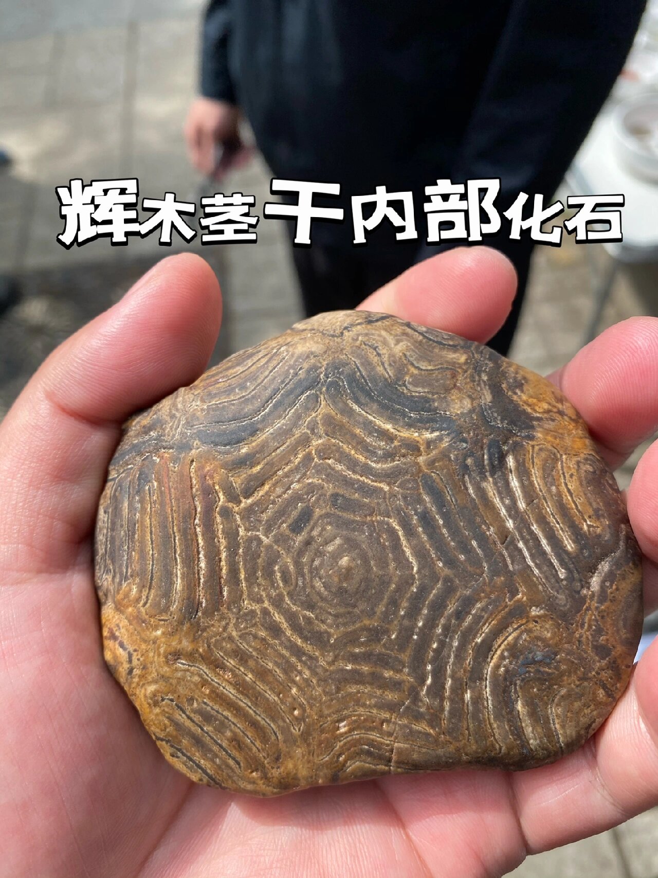 雨花石中的辉木化石辨析 辉木是繁盛于3亿年前的高大厥类,它们在