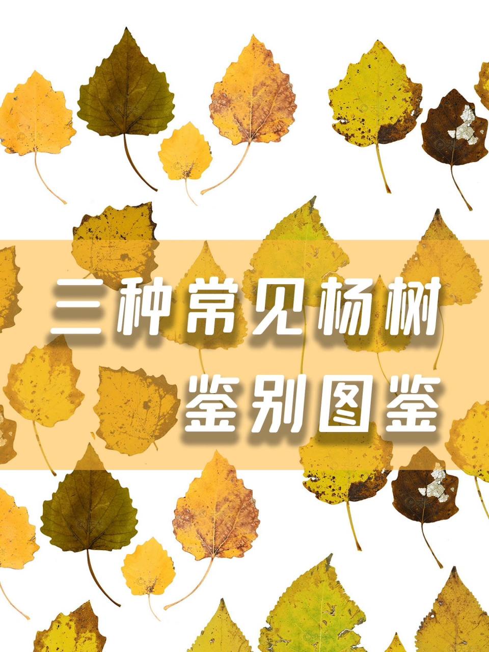三种常见杨树鉴别图鉴,树形树皮树叶都有啦 今年秋天