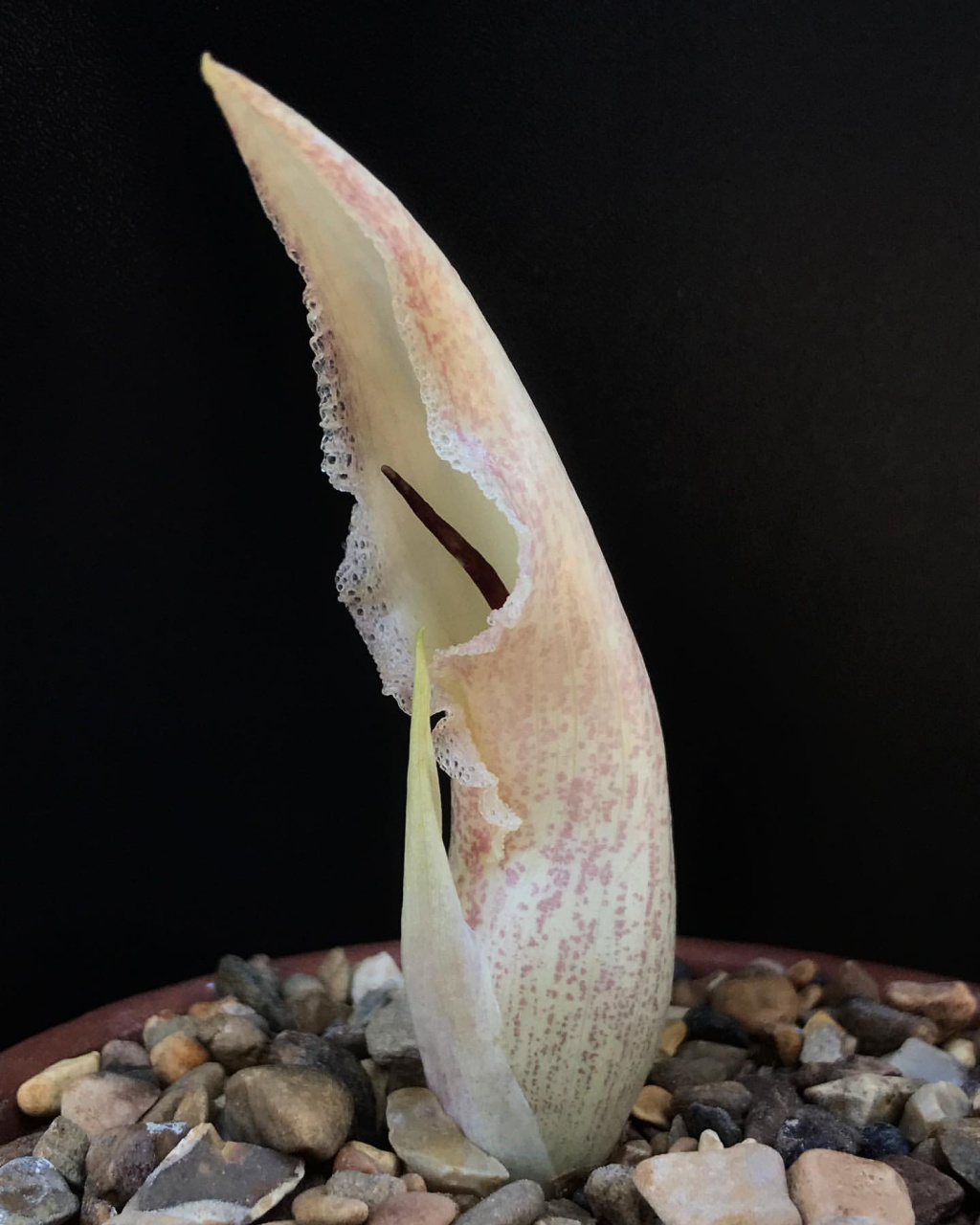 奇奇怪怪的植物 biarum marmarisense不知道中文名是啥据说开花很香