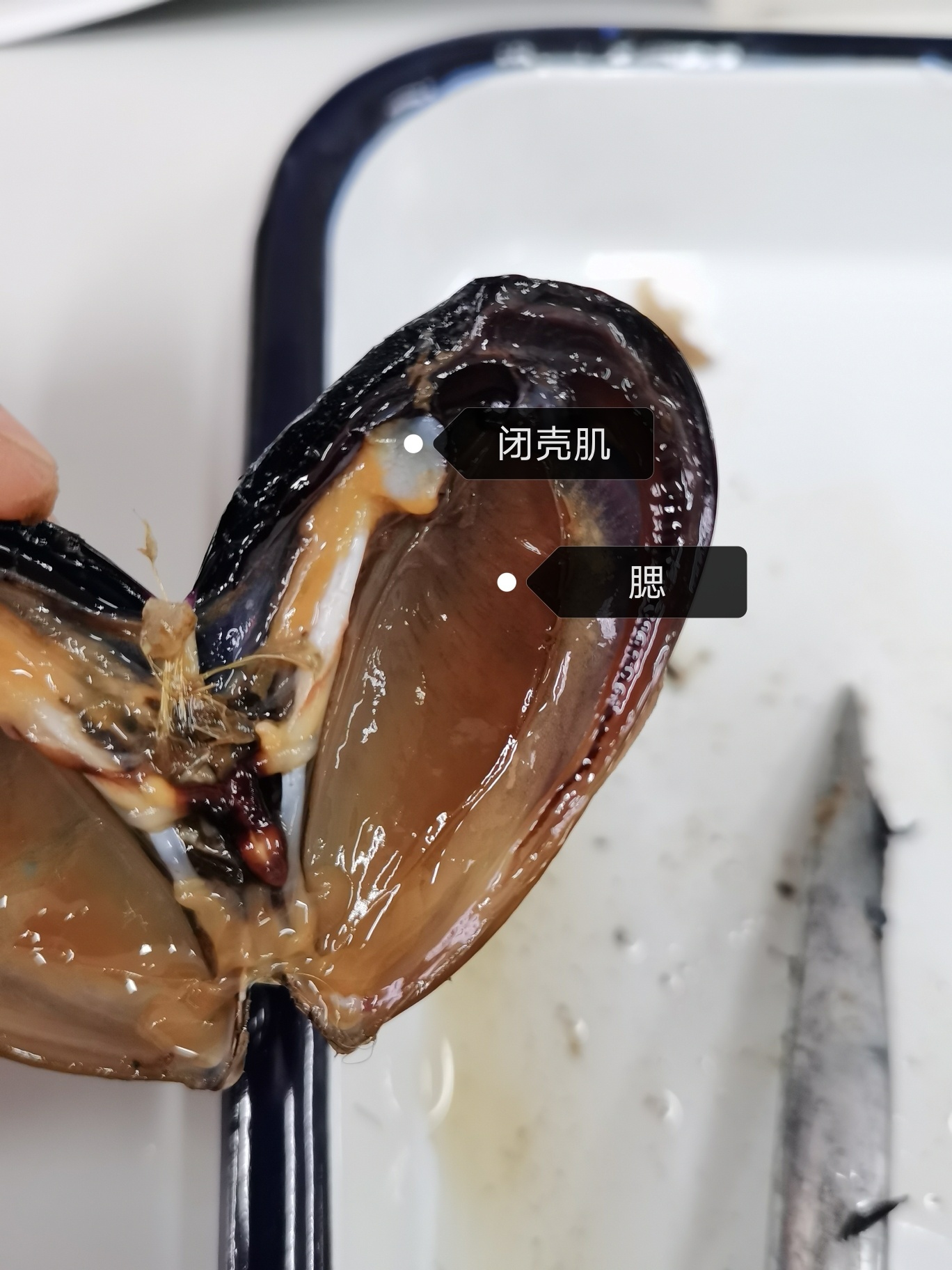 解剖紫贻贝,栉孔扇贝