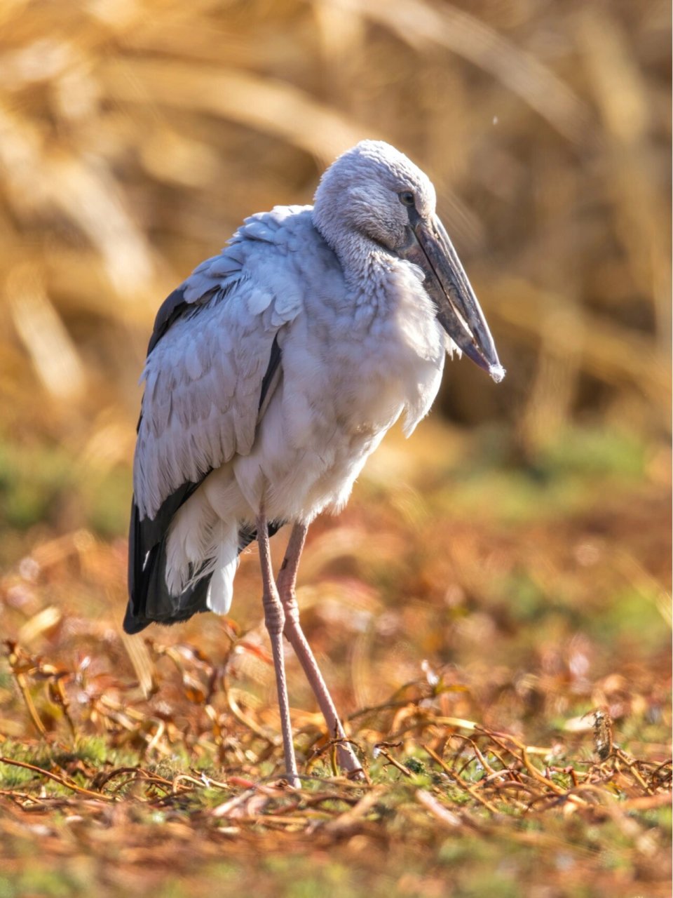 2 	 钳嘴鹳,鹳形目鹳科钳嘴鹳属.