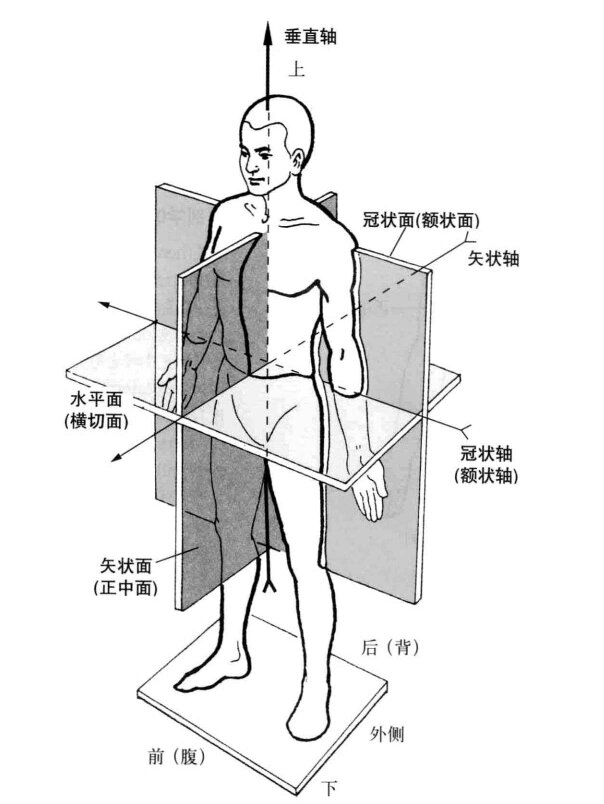 人体解剖图侧面图片