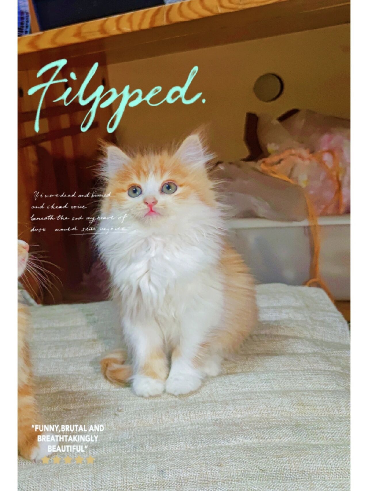 狮子猫——花色/价格讲解 本人主卖狮子猫,也差不多有五年的时间啦