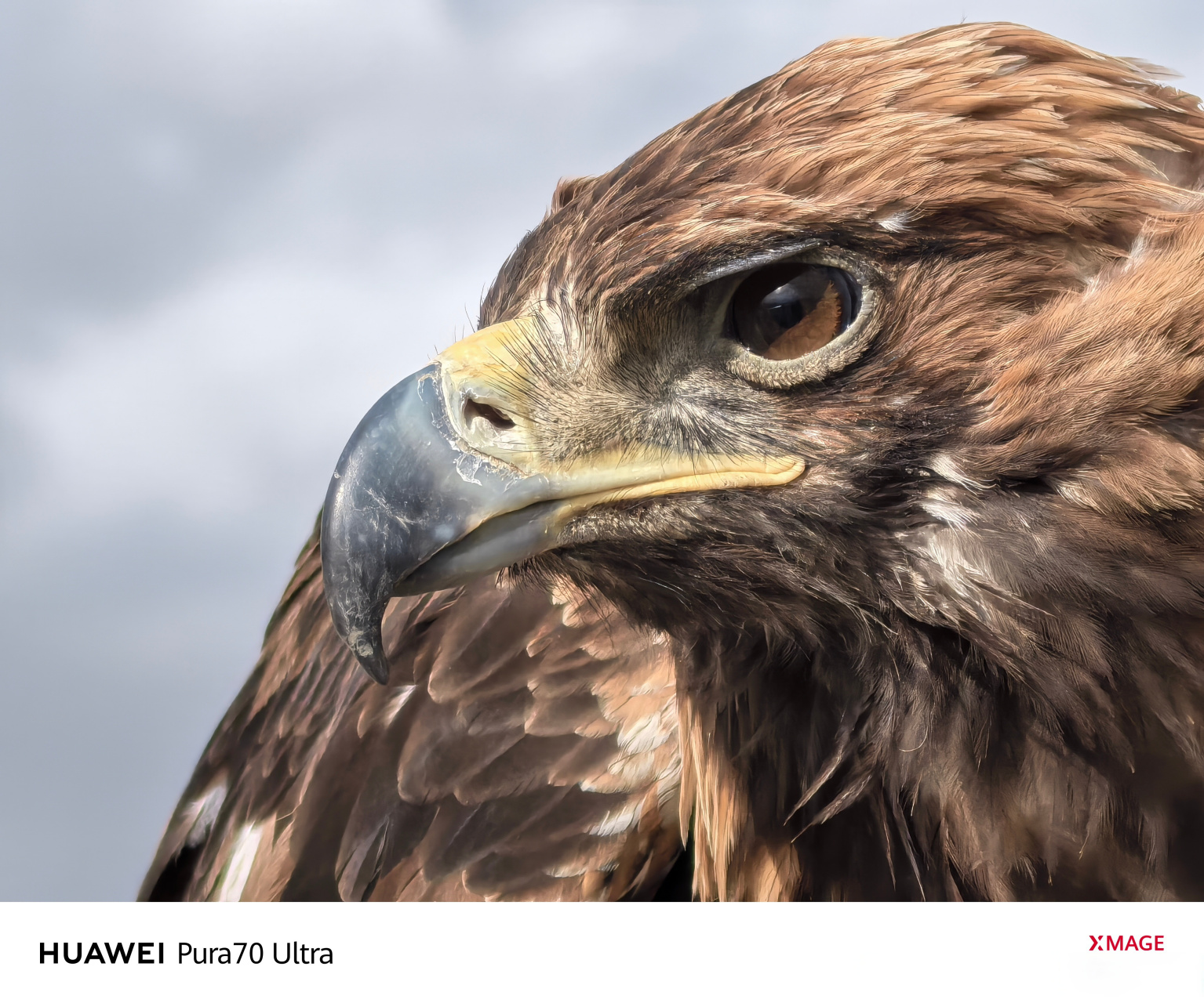 这些雄鹰,是高原上最自由,最骄傲的生灵,它们的每一次振翅,都仿佛在