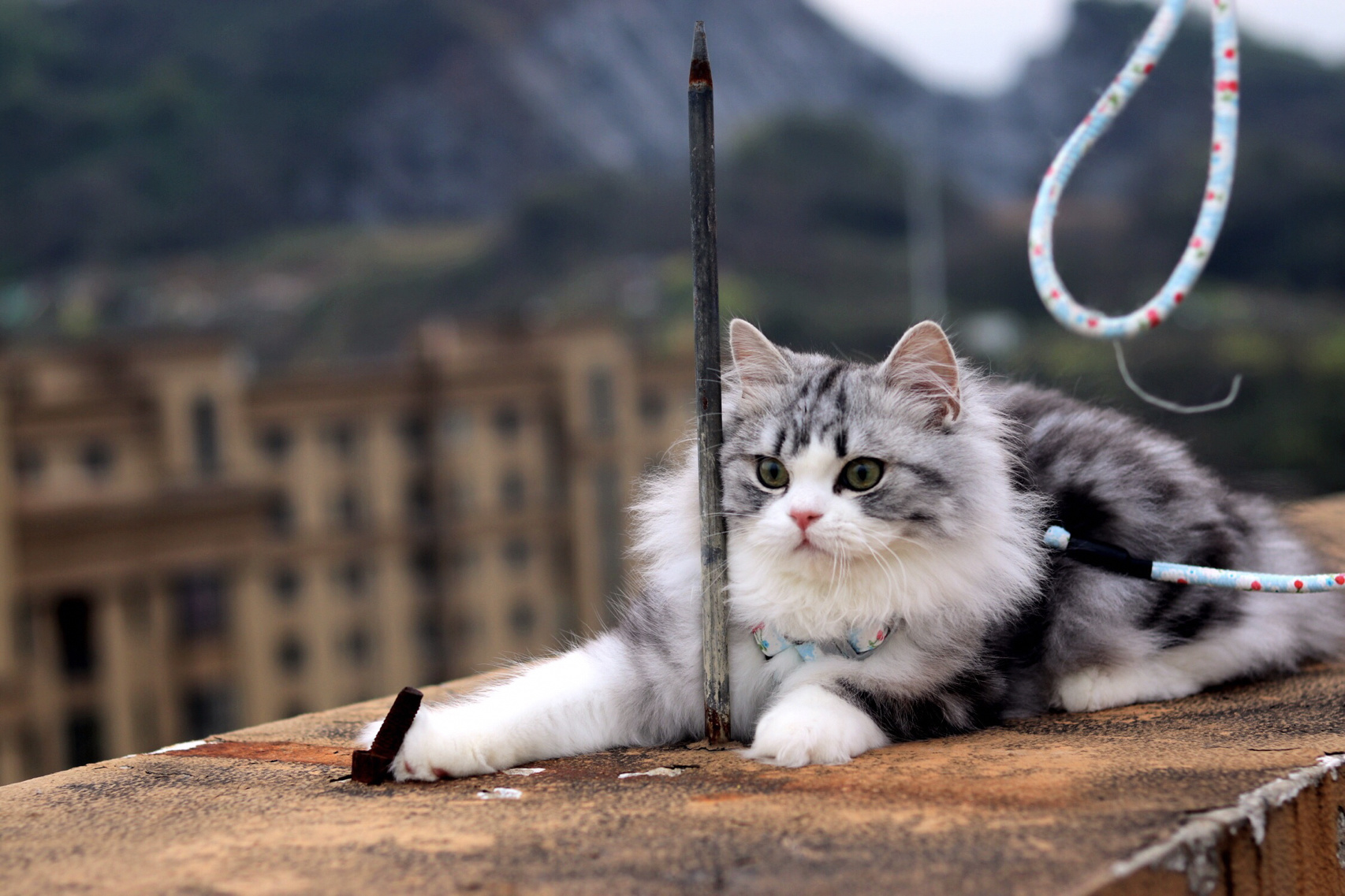 起司长毛猫 人间美少年 最爱的胖虎哥哥哈哈哈哈 每一个养长毛的主人