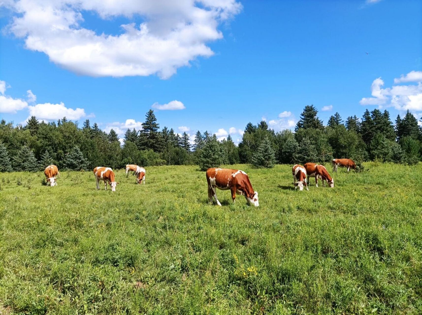 内蒙古贡格尔草原攻略 作为一个内蒙人,一个赤峰人,今年夏天8月初去了