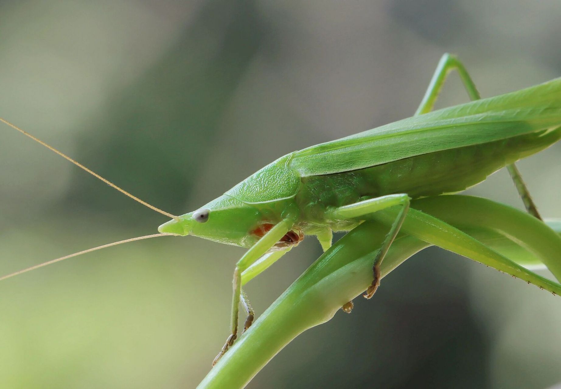 蚂蚱,高清的图片
