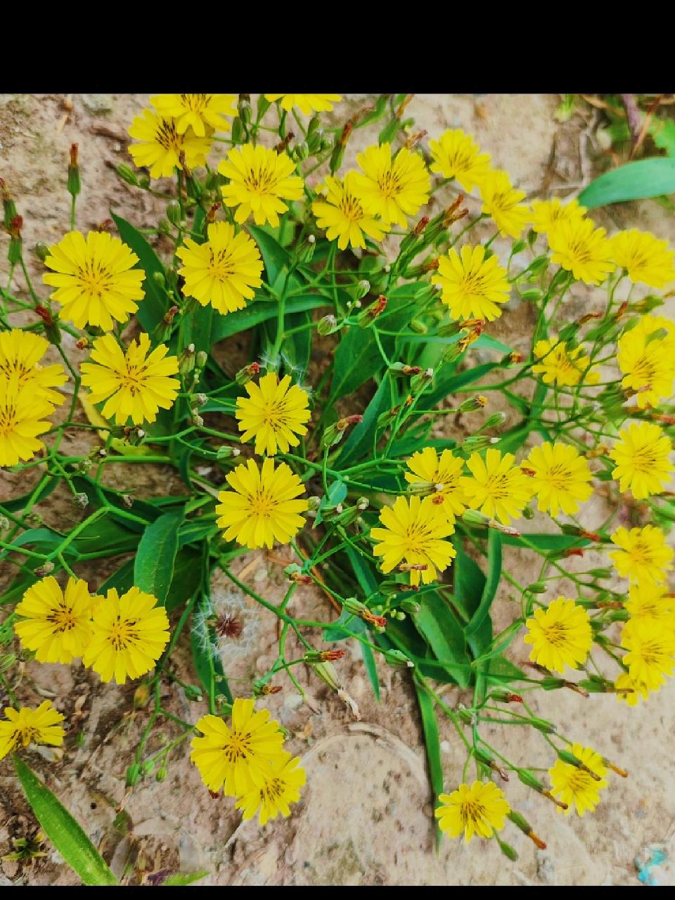 路边的金黄花可都认识? 拍几张乡村黄花,供大家分辨认识一下!