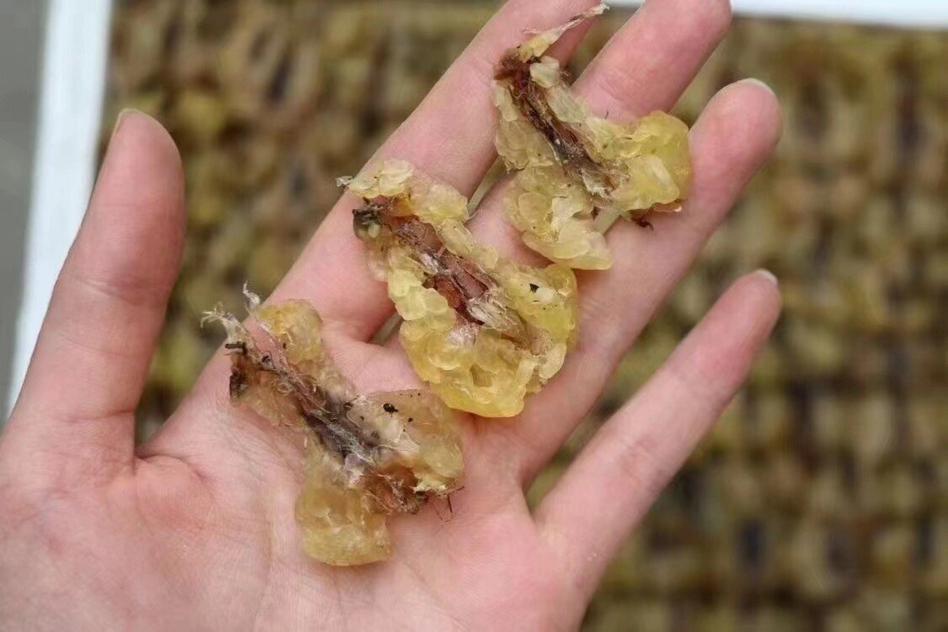 新货漂亮,颜色,正宗东北林蛙油, 纯正的,没有掺杂朝鲜油和地油.