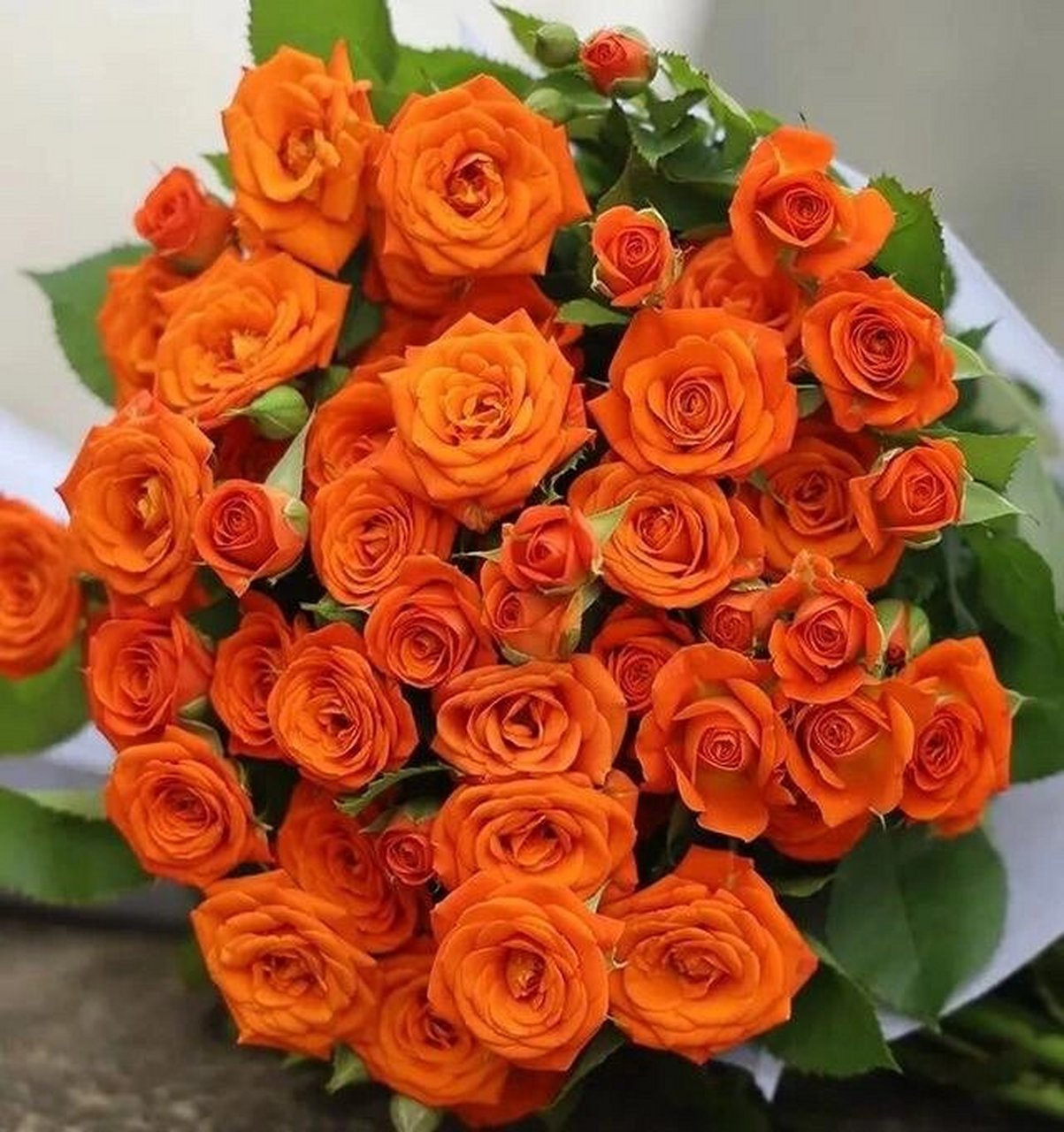 『12』每日识一花【橙色芭比】 橙色芭比:羞涩的告白 78【花语】我