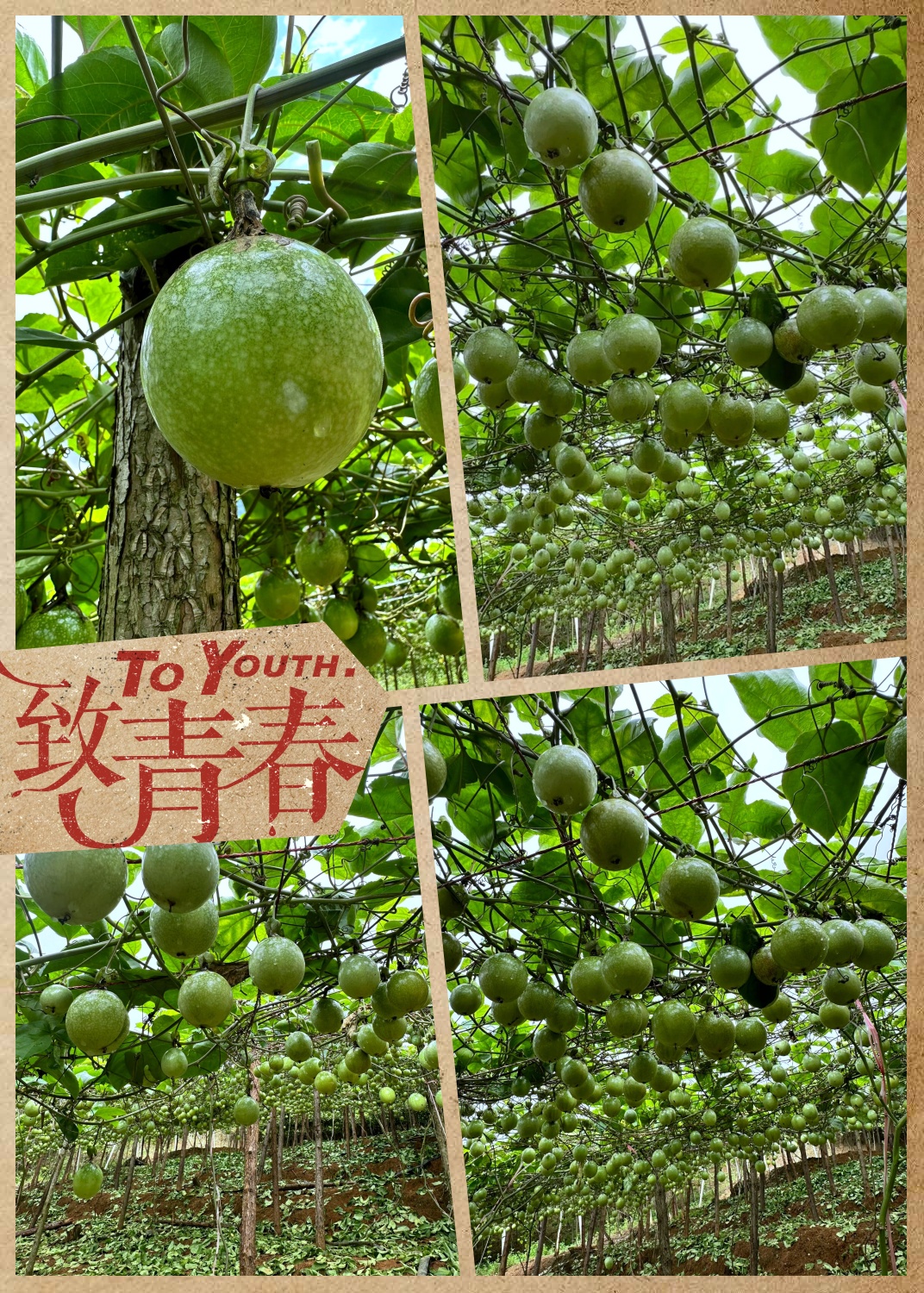 东北适合种什么经济作物和水果(东北适合种什么经济作物和水果呢)