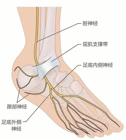 胫神经走行图图片