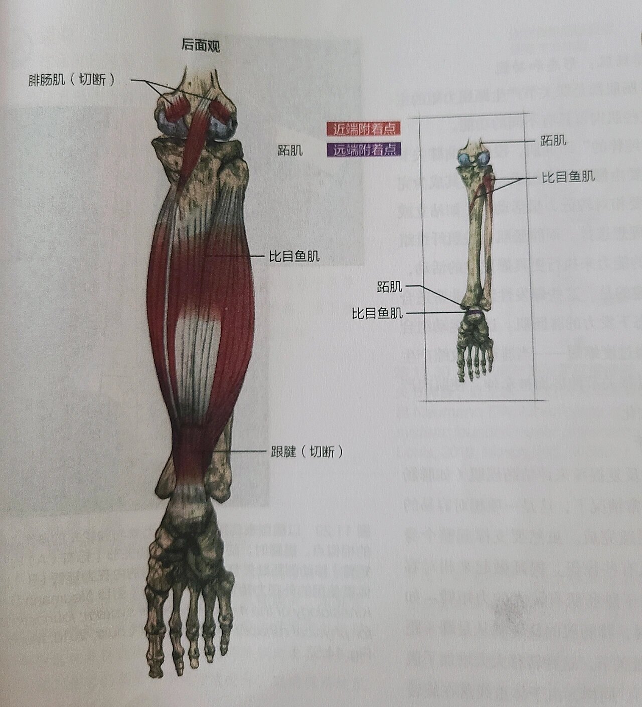 7815跖肌 部位:位于膝盖和小腿后面,肌腹短,肌腱长