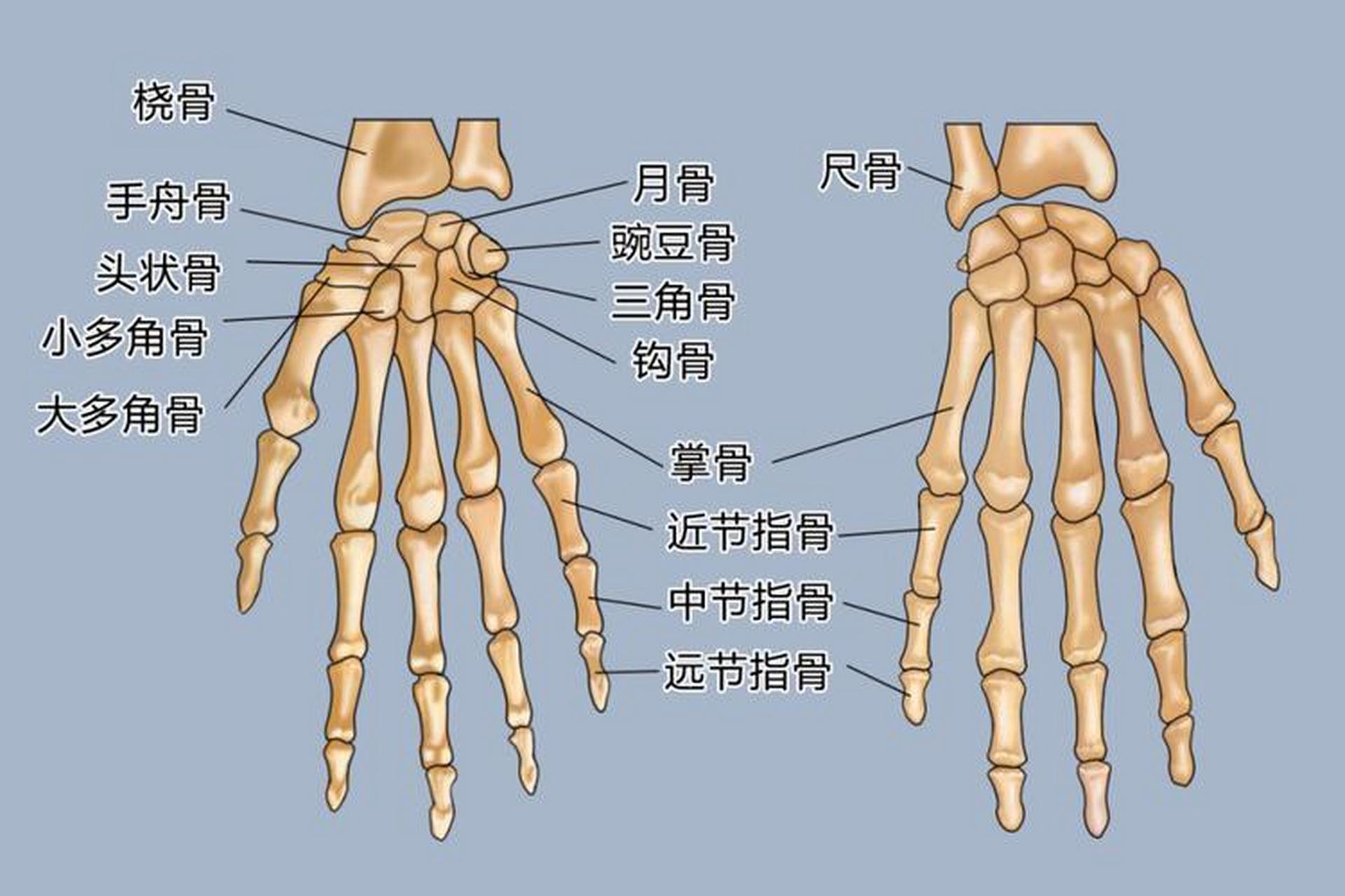 掌骨和指骨,不同部位的骨骼排列结构存在一定的规律