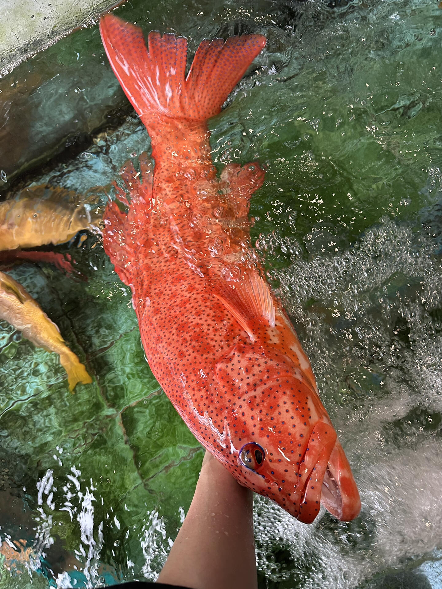 深海野生大东星斑