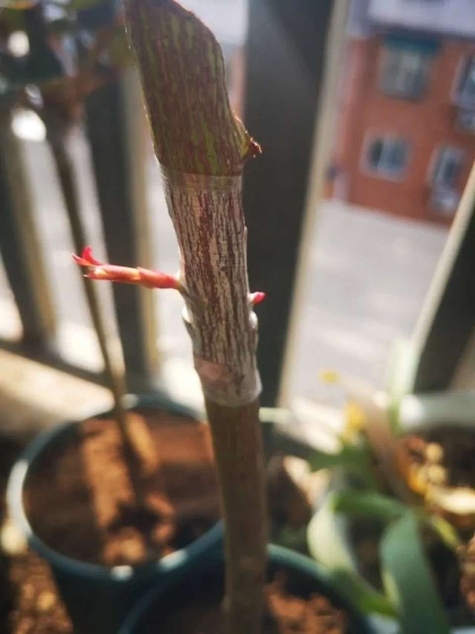 月季嫁接方法 一,嫁接时间 嫁接月季时应在春季或者秋季进行,这时温度