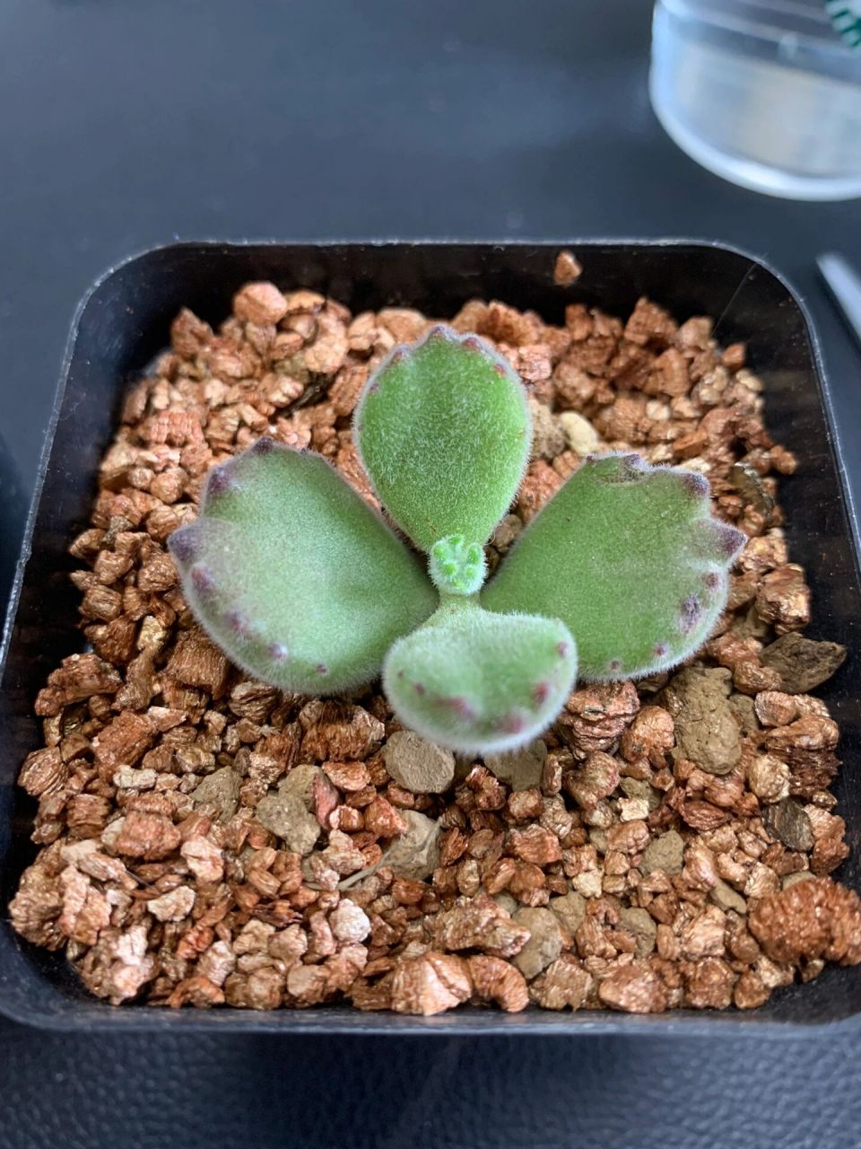 多肉熊童子扦插成功 3月15日剪下来的熊童子,最晚的4月17号根都冒出来