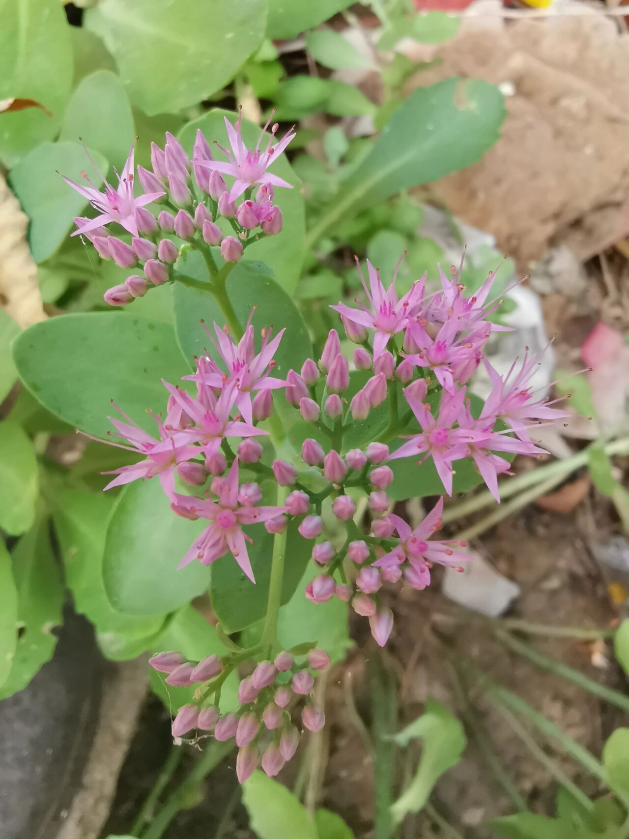 别名:艳丽景天,蝴蝶景天