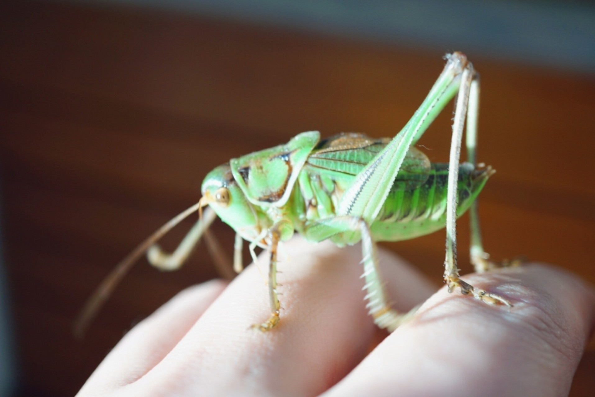 翠蝈蝈 绿蝈蝈多生在平原,农田,花生地,豆地,玉米地,菜地等农作物区.